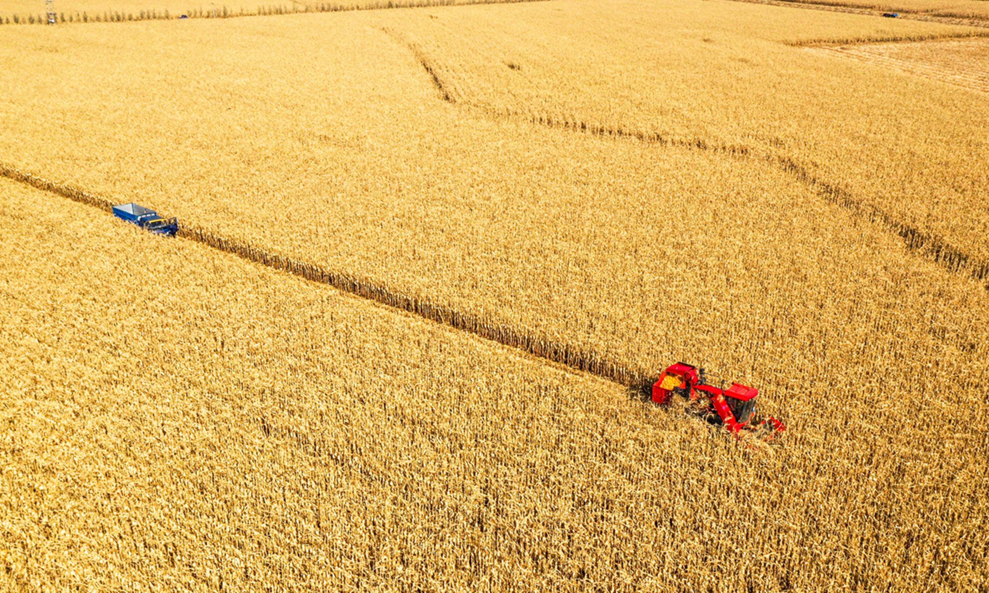 Colheita mecanizada de milho em andamento em Tongliao em 13 de outubro de 2022. Foto: Xinhua