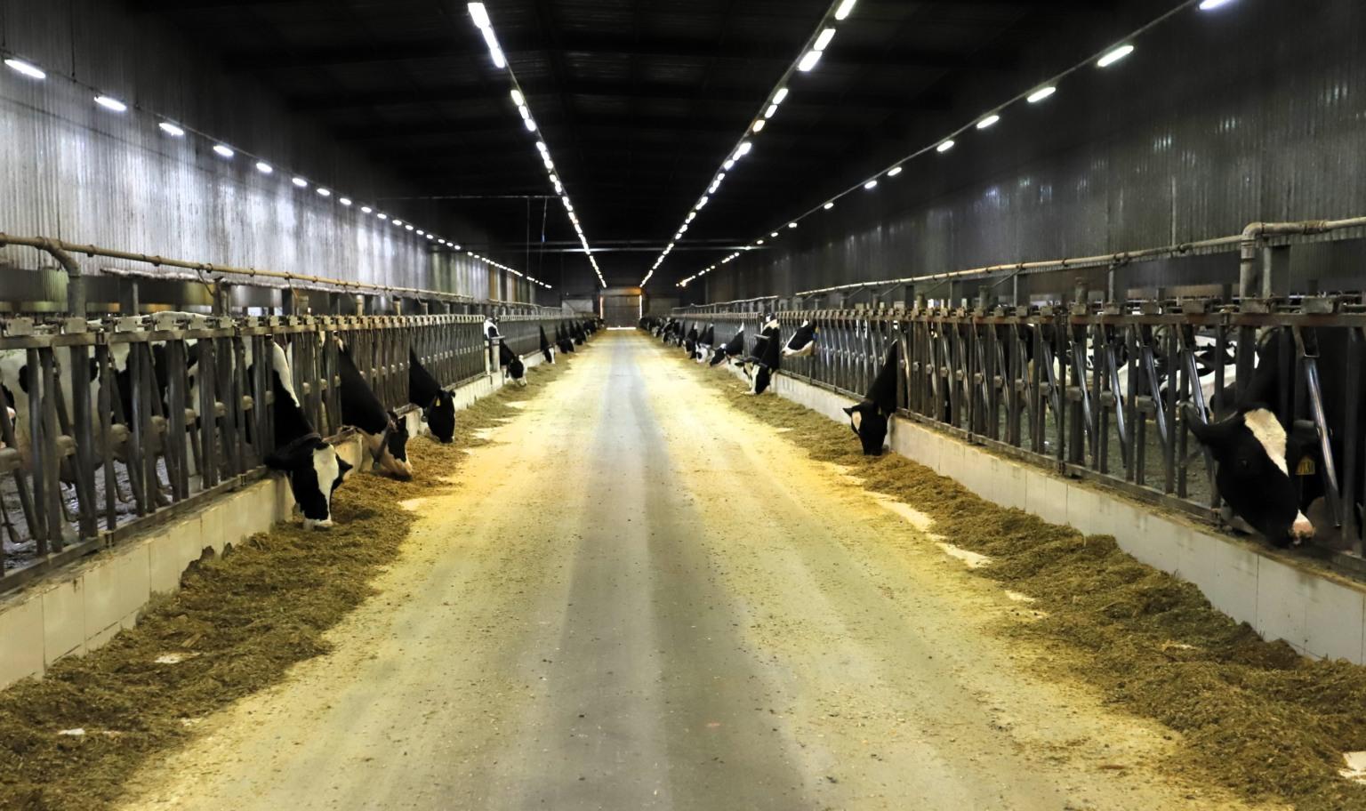 More than 2,100 cows: Meet the largest dairy farm in the country