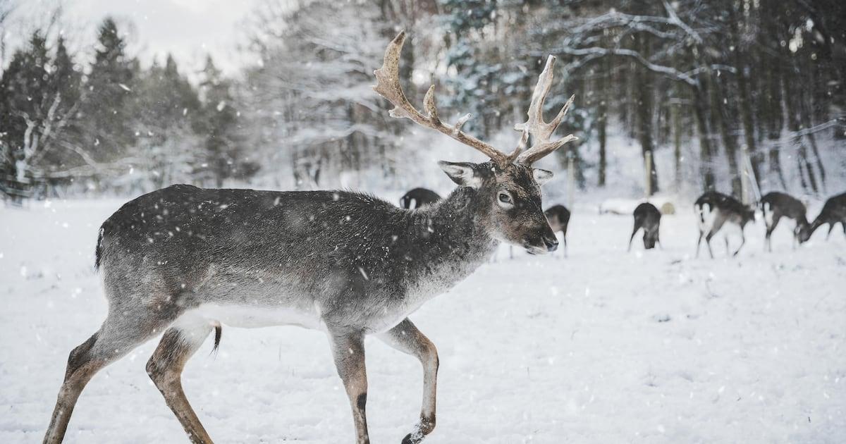 Como a guerra entre a Rússia e a Ucrânia ameaça as renas finlandesas - R7